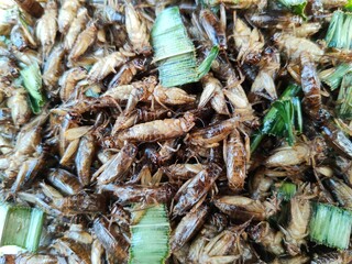 Crispy Insect