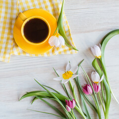 Morning coffee in bright yellow cup, napkin. Fresh garden pink and white tulips, spring flowers on white wooden background, top view from above, square