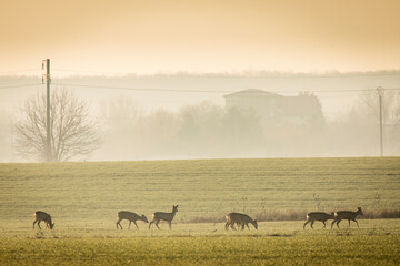Deers in a green field with forest in background, beautiful wildlife