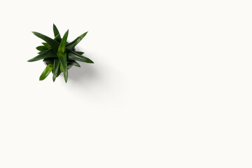 Naklejka premium Top view small green cactus plant in pot isolated on white desk background with copy space.