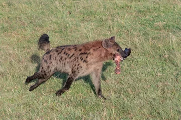 Schilderijen op glas single hyena running holding a piece of impala leg in its mouth © Keith