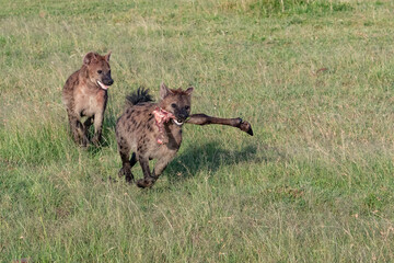 hyena running holding a piece of impala leg
