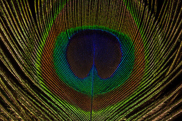 Obraz premium Peacock Feather on black background macro closeup