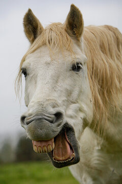 camarguais hennissant