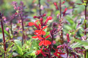 Obraz premium einjährige Lobelie