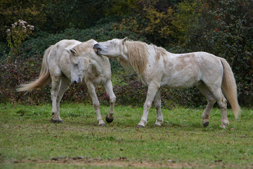Obraz na płótnie Canvas chevaux camarguais se querellant