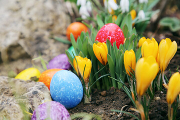 bunte Ostereier im Krokus