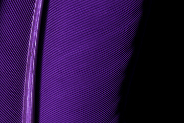 Blue and Purple Feathers,Feather, Purple, Textured, Fashion, Macrophotography,Blue and Purple Feathers,Macaw Parrot bird feathers as background, macro,Parrot feather macro texture, Abstract, Animal,