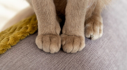 Paws for thought: macro closeup of the paws of a Lilac Oriental Shorthair cat  © Therese Elaine