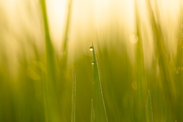 Water droplets on top of rice leaves and blurred green background.