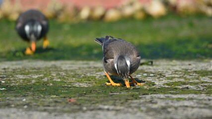 浜辺で海藻をつつくムクドリ