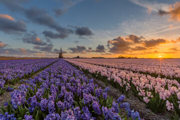 Fototapeta na wymiar Sunset by the hyacinths