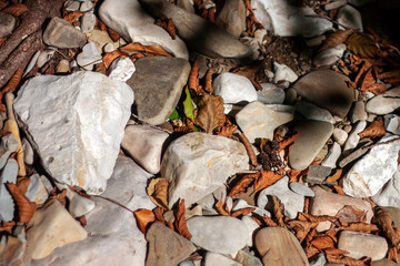 Dry orange leaves fell from the tree onto white stones. Autumn leaves lie in the shade among the white stones.