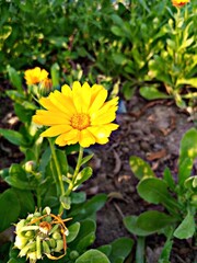 sunflower in the garden