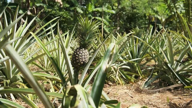 Pineapple Growing on Pineapple Plant. Ananas Bushes Grow Naturally.