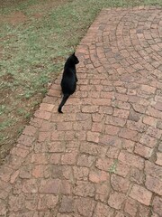 black cat on the cobblestones