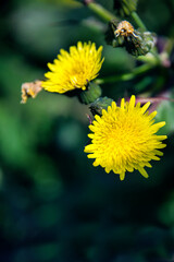 タンポポに似た黄色い花を咲かせるオニノゲシ