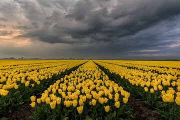 Yellow tulips under the storm