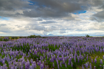 A roadside field of Alaskan lupins in southern Iceland