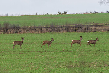 Roe deer in open countryside