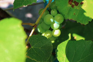 Muscat /マスカット