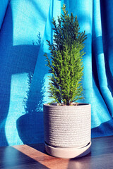 Chamaecyparis lawsoniana Ellwoodii plant in a ceramic pot by the window, in the sun with shadows, on a background of blue matting fabric	
