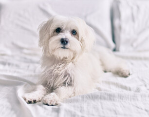 Adorable white dog at bed.