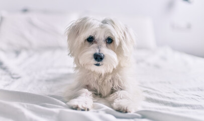 Adorable white dog at bed.