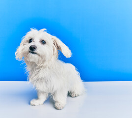 Adorable dog over isolated blue background.