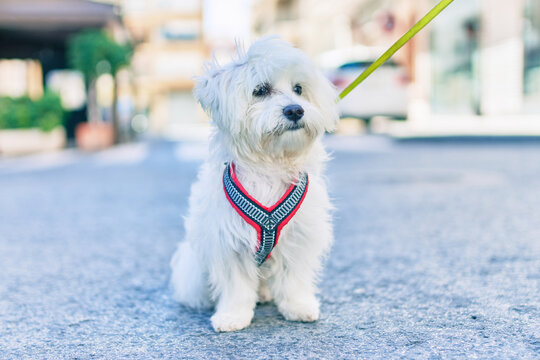 Adorable white dog at street of city.