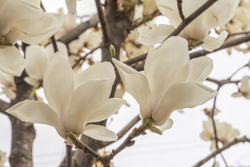 White magnolia flowers in full bloom