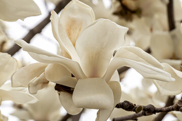 White magnolia flowers in full bloom