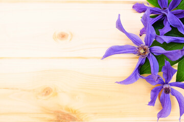 Flat lay composition of purple clematis flowers and leaves isolated on wooden background.