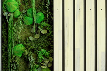 background of green moss on the wall in the form of a panel in the interior, the texture of green...
