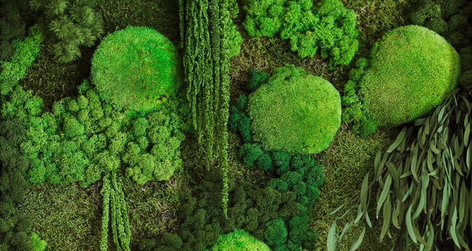 background of green moss on the wall in the form of a picture. texture of green eco-friendly moss close-up