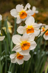 Narcissus Barret Browming flower grown in a garden