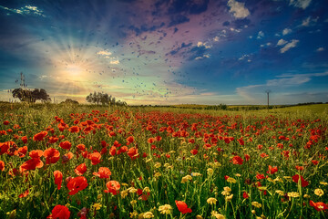 Beautiful Landscape Of A Field Of Poppies With A Dramatic Sky. Summer And Spring Concept