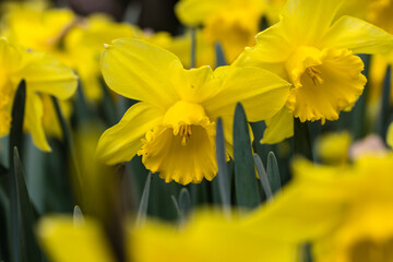 Narcissus Carlton flower grown in a garden