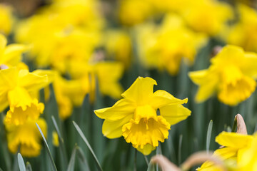 Narcissus Carlton flower grown in a garden