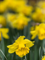 Narcissus Carlton flower grown in a garden