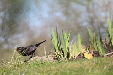 Blackbird in the  nature.