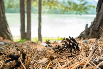 a pine cone that has fallen from a tree lies on the dry grass among coniferous needles, leaves on the background of a natural forest landscape with a river