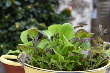 Asiasalat - Pfl&uuml;cksalat