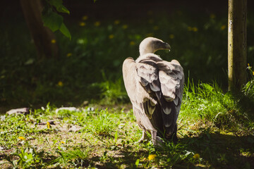 Critically Endangered African White-backed Vulture Gyps africanus in Kruger National Park in South Africa. Standing on the ground.