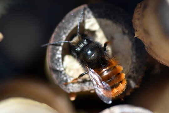 Gehörnte Mauerbiene an einem Insektenhotel