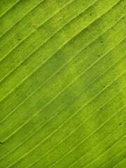 green leaf texture