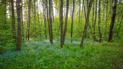 Spring Landscape with a view of the forest edge where many forget-me-nots have grown