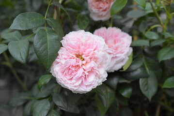 gefüllte Rosenblüte