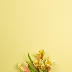 Yellow Alstroemeria flowers on yellow background. floral decoration. flat lay, top view, copy space
