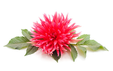 One pink dahlia with leaves.